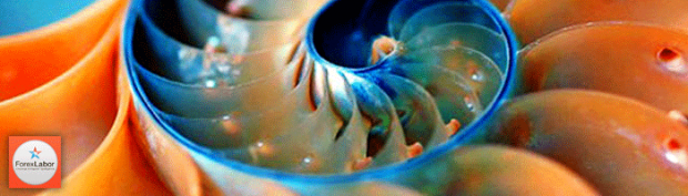 уровни фибоначчи на форекс fibonacci forex